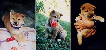 Welpenbilder von Aikan